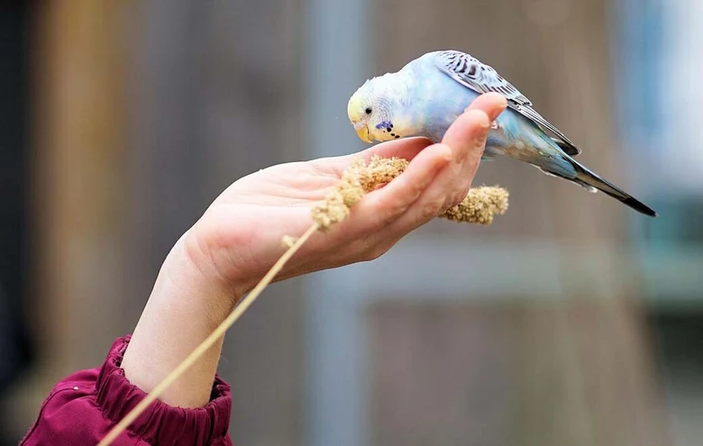 Andulka vlnkovaná krmí se z ruky s ovesnými klíčky.