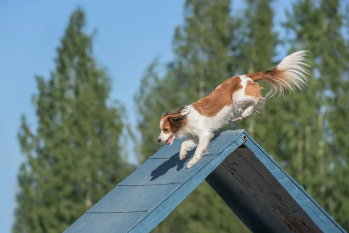 Holandský kachní pes běží po překážce v agility