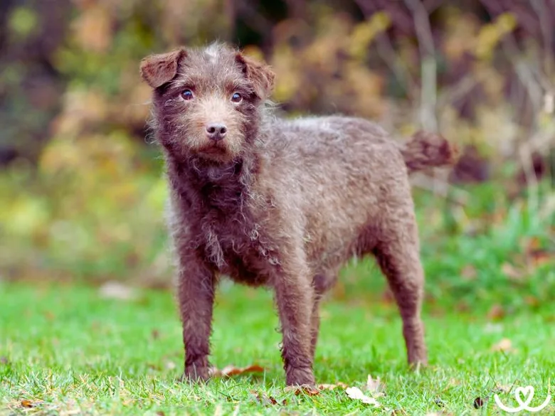 Patterdale teriér stojí na trávníku v přírodě.