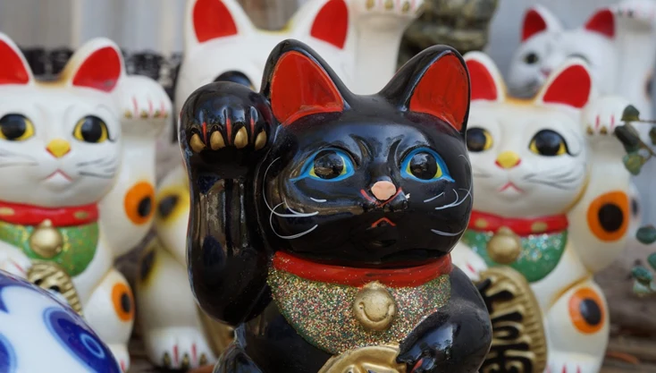Černá štěstí kočka mezi bílými v Japonsku