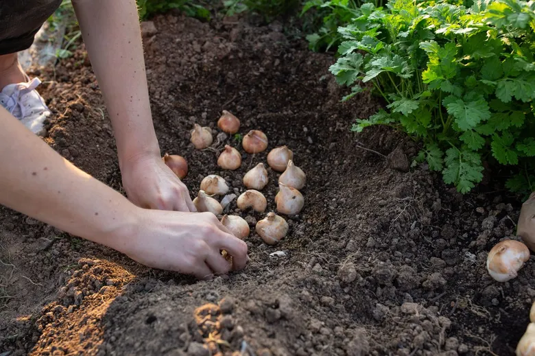 Ruční sázení cibulí do zahradního záhonu pro tulipány.