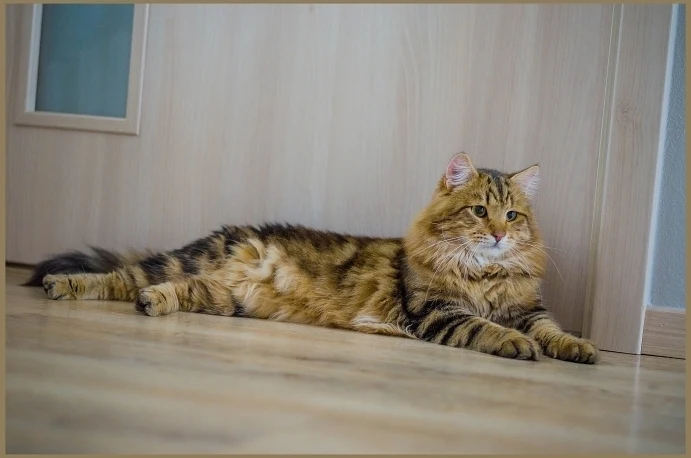 Sibírská kočka leží na podlaze v interiéru.