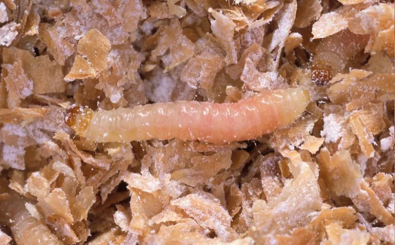 Larva molíka v potravinách, zblízka
