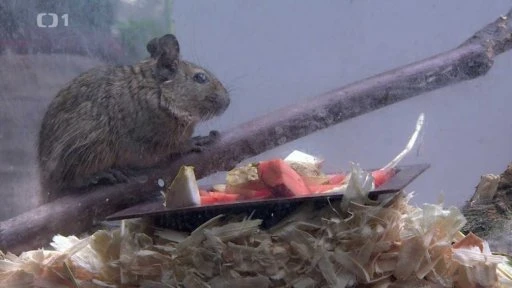 Degu v kleci s potravinami na větví.