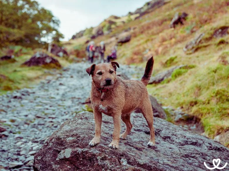Patterdale teriér stojí na skále v přírodě.