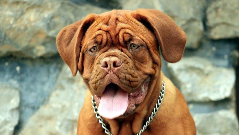 Portrét hnědé bordeauxské dogy s otevřenou pusou.